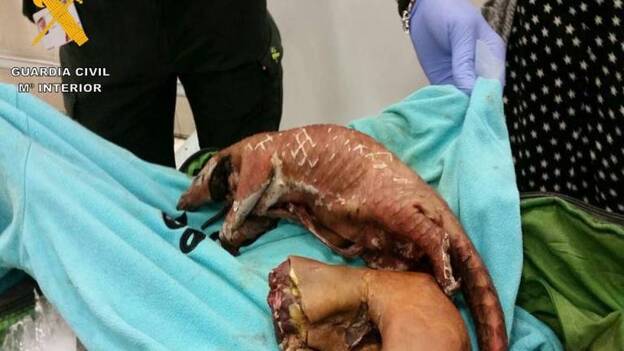 Llega a España el "bushmeat", carne sin control de monos, tucanes y armadillos