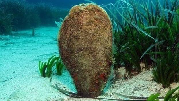 El descenso de poblaciones de la nacra alcanza el 80 y hasta el 100% en muchas zonas del Mediterráneo