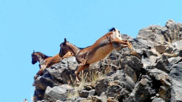 El plan de inspección ambiental detecta más cazadores furtivos