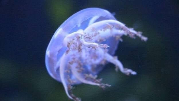 Algunos remedios habituales ante picaduras de medusas pueden empeorar la herida sufrida