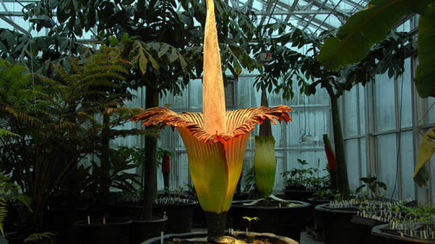 Florecen dos ejemplares de la mayor flor del mundo en jardín botánico belga