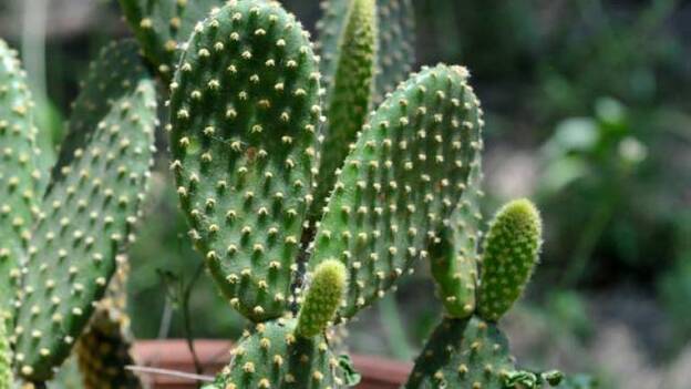 Canarias analiza el uso de la tunera como fuente de sustancias terapéuticas