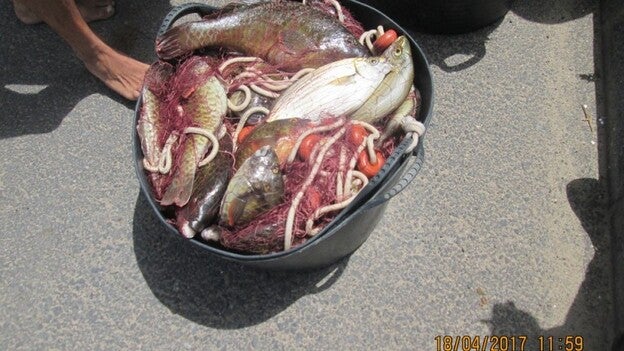 Incautan de 50 kilos de pescado capturado ilegalmente