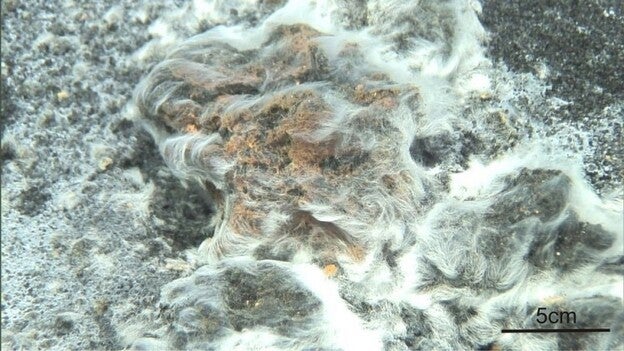 El volcán submarino de El Hierro albergó una nueva especie de bacteria