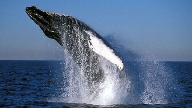 Las ballenas jorobadas 'susurran' para estar a salvo de las orcas