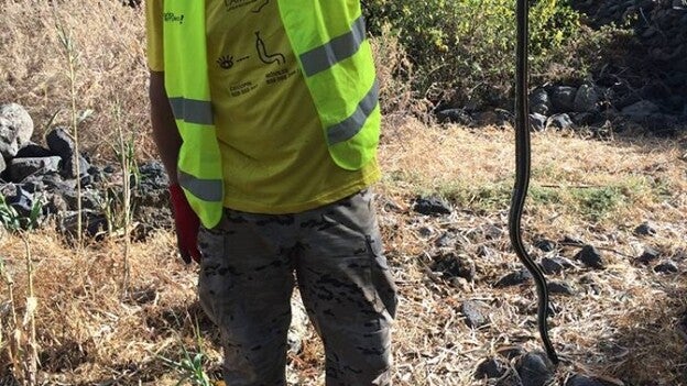 Voluntarios capturan seis culebras reales