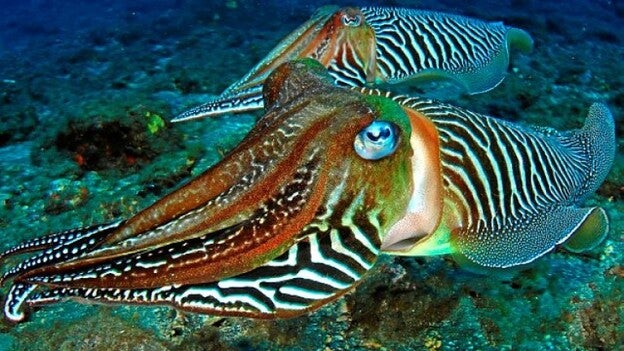 Los tesoros del mar, bajo los focos