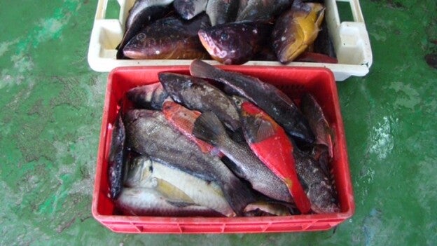 Incautados 83 kilos de pescado y 900 pepinos de mar de pesca ilegal