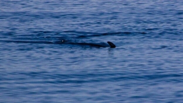 Gibraltar acoge la mayor diversidad de tiburones del Mediterráneo