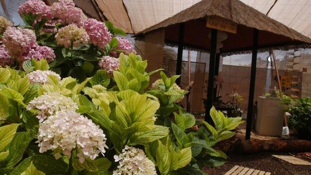 Santa Brígida invita a participar en la muestra de flores