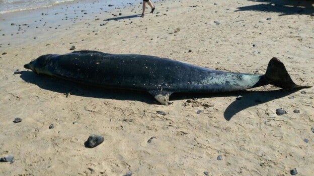 Un zifio vara en Esquinzo tras perecer por causas naturales