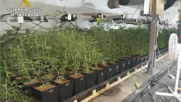 Destapan una sofisticada plantación de marihuana de más de 1.400 plantas