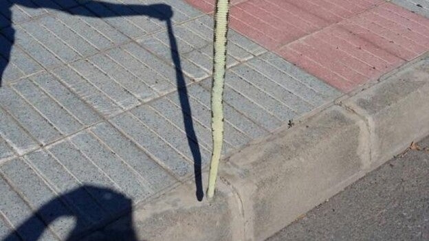 Capturan una culebra real en la costa y valoran si hay expansión