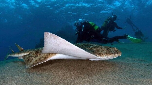 Canarias alberga cuatro áreas de cría del tiburón más amenazado