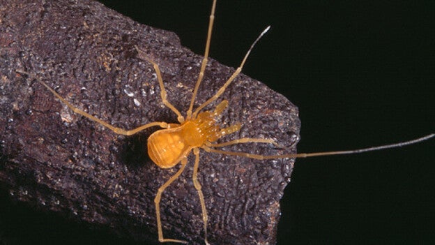 El Gobierno de Canarias prepara un plan de recuperación del opilión