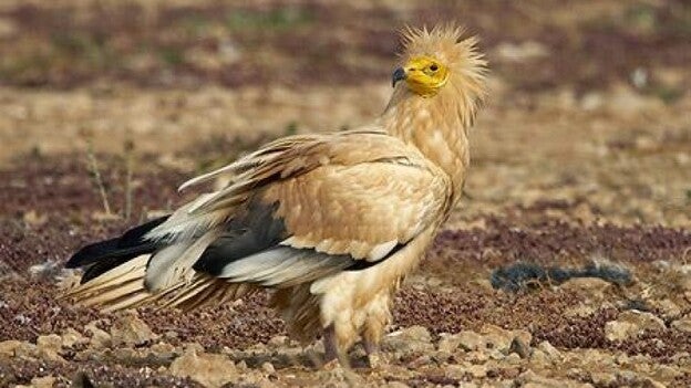 Los guirres de Fuerteventura se maquillan