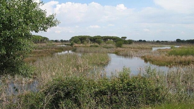Hallan por primera vez restos de insecticidas en huevos de aves en Doñana