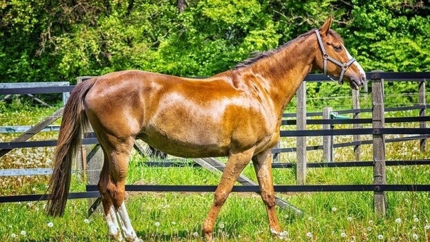 Terapias con caballos para menores y personas con discapacidad