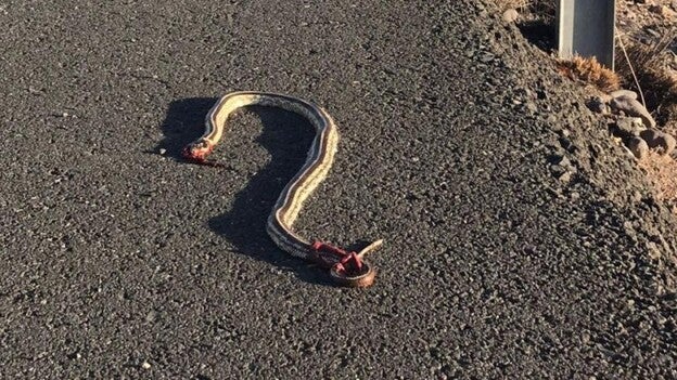 Atropella una serpiente en Playa del Inglés