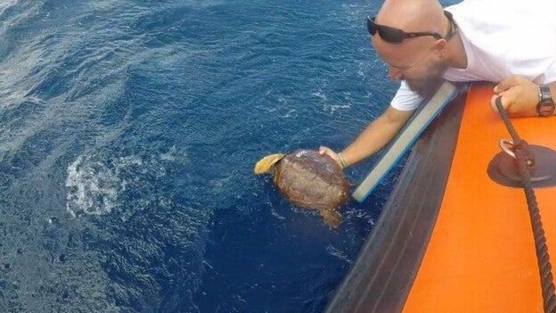 Turismo de Tenerife apadrina la suelta de una tortuga