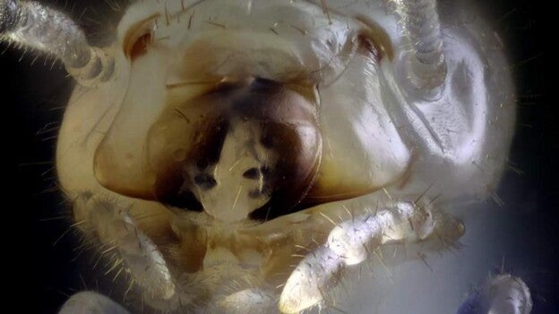 Detectada en Tenerife una especie de termita invasora