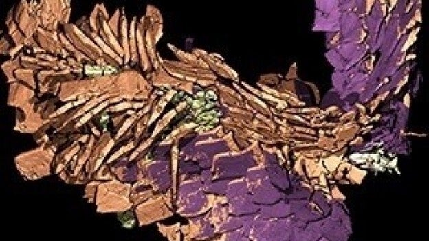 Paleontólogos recrean en 3D heces fósiles de hace 230 millones de años