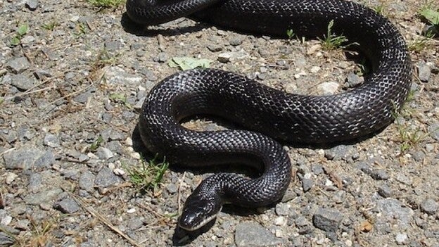 Incautan una víbora y una serpiente que se vendían online