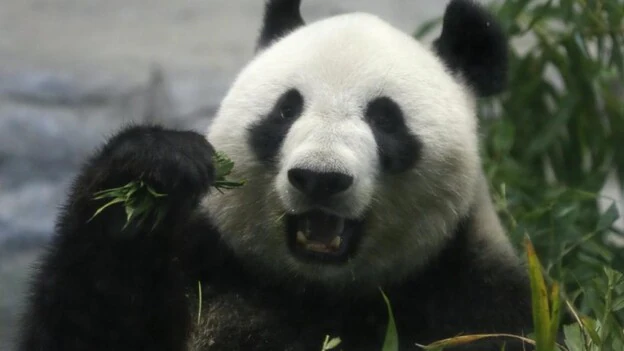 Nace un oso panda gigante en un zoológico de Tokio