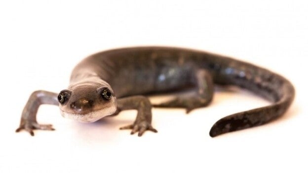 Una salamandra usa genes de tres machos para su descendencia