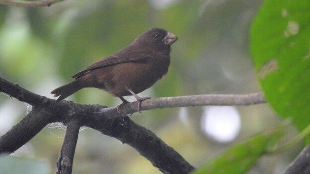 El mayor canario del mundo mide 20 centímetros
