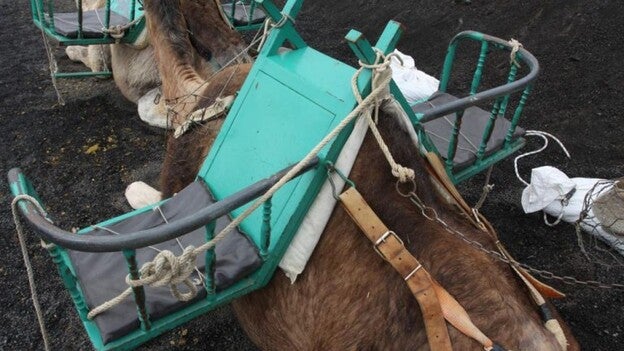El Cabildo hará cuatro cursos sobre transporte de animales