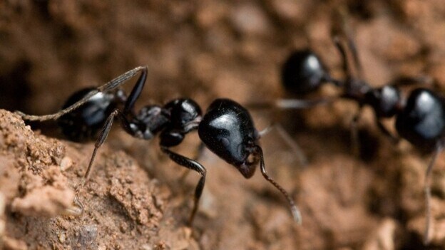 Las hormigas se comunican con un alfabeto de olores