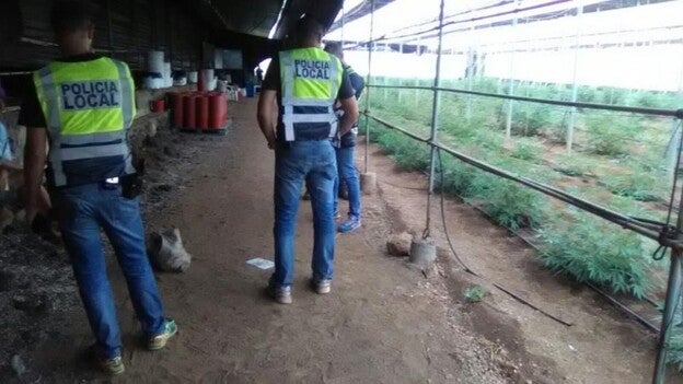 2.500 plantas de marihuana en Guía de Isora