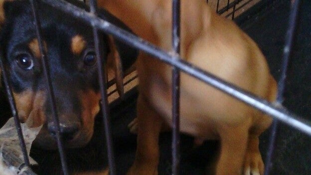 Colapso de animales en el CETA de Ingenio