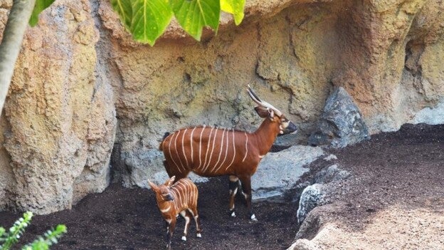 Nace un bongo oriental en Bioparc Valencia
