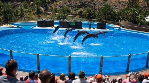 Palmitos Park recurrirá la sentencia que declara ilegal su delfinario