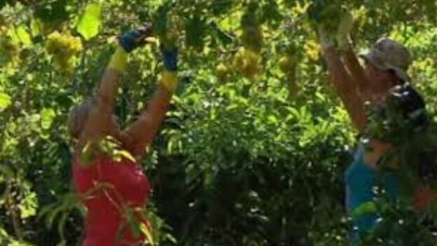 Gran Canaria se adelanta a la recogida de uvas