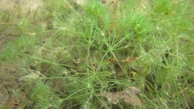 Primera planta viva de la era de los dinosaurios