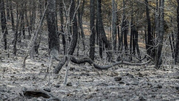 El fuego ha arrasado casi 59.000 hectáreas en lo que va de año