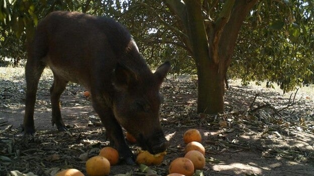 Los jabalíes y conejos prefieren las naranjas podridas a las sanas