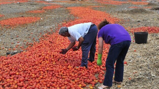 Canarias propone a la UE un plan para relanzar el tomate