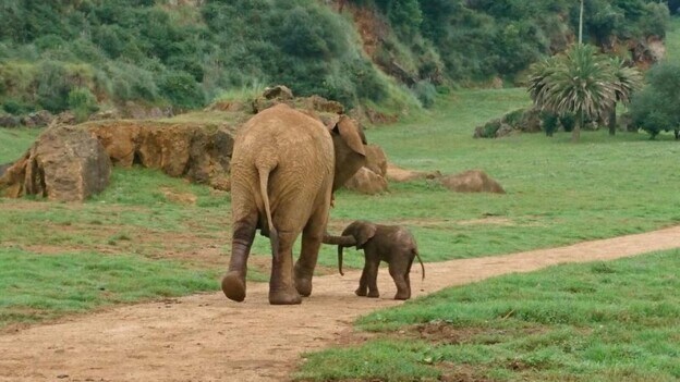 Nace un nuevo elefante africano en Cabárceno