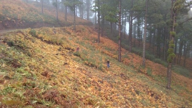 La Palma cuida del monte