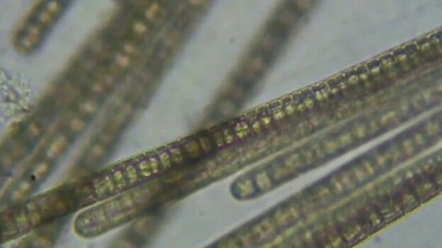 Las microalgas, unas viejas conocidas en Canarias