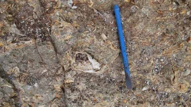 La atracción de los fósiles marinos en Azores, ejemplo para Canarias