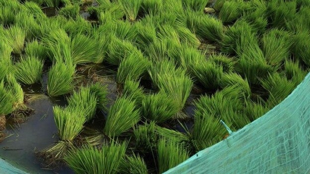 Identifican la secuencia genética de las plantas a tiempo real