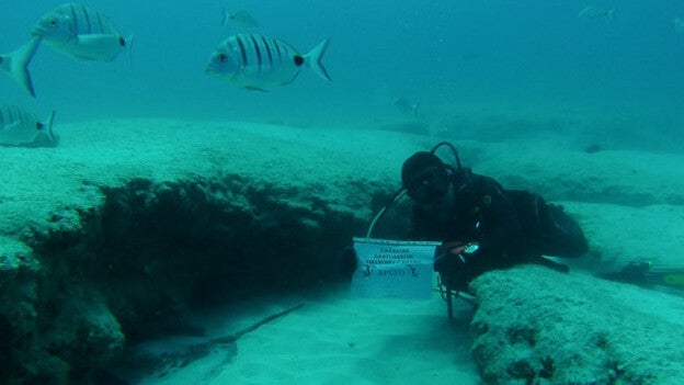 Canarias, santuario de tiburones y rayas