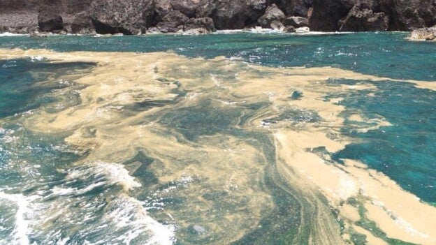 Canarias se debate en una marea roja