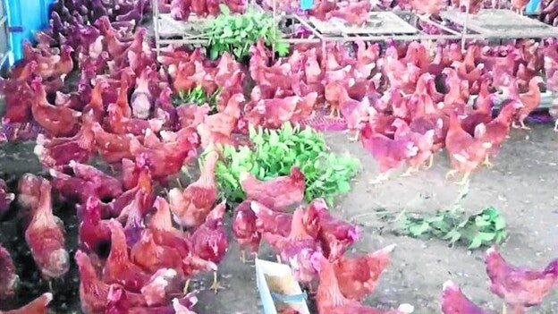 Brasil apuesta por un mercado agrícola global sin subsidios