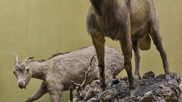 las últimas cabras aborígenes